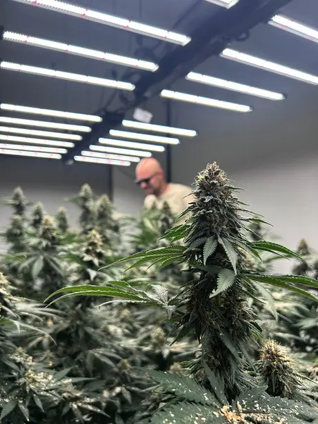 Des fleurs en salle de culture, avec une personne à l’arrière-plan