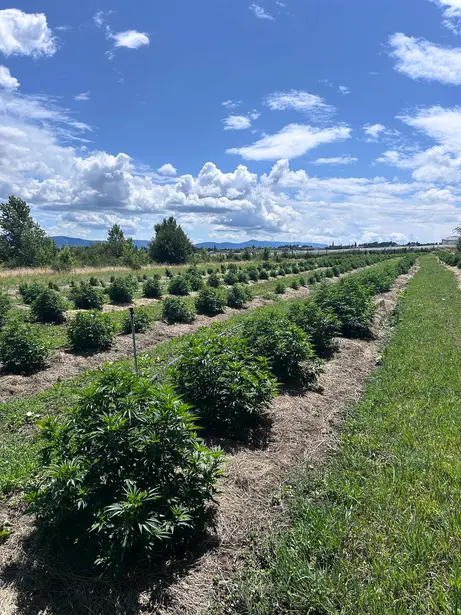 Des rangées de chanvre cultivées en plein champ