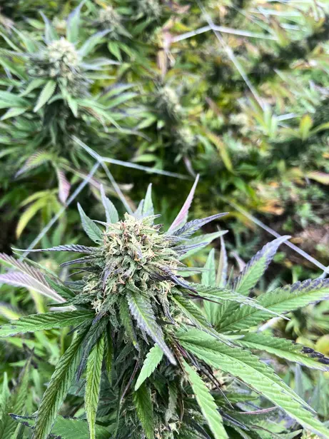 Une fleur sur pied entourée de feuilles