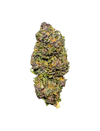 Fleur de Purple Snowman, manucurée à la main