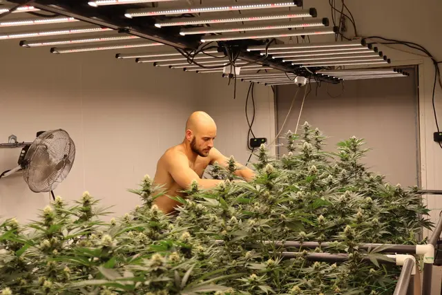Une personne prend soin des plants en salle de culture